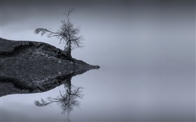 湖，樹，水中的倒影，單色，蘇格蘭