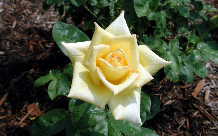 淺黃色玫瑰花，露水 桌布 圖片