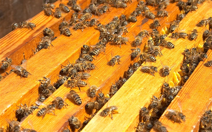 許多蜜蜂，蜂箱 桌布 圖片