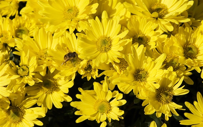 許多黃菊花，蜜蜂，昆蟲 桌布 圖片
