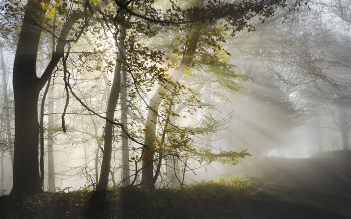 早晨，霧，樹木，太陽光線，秋季 桌布 圖片
