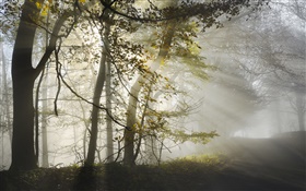 早晨，霧，樹木，太陽光線，秋季 高清桌布