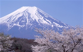 富士山，日本，春天櫻花盛開的花朵 高清桌布