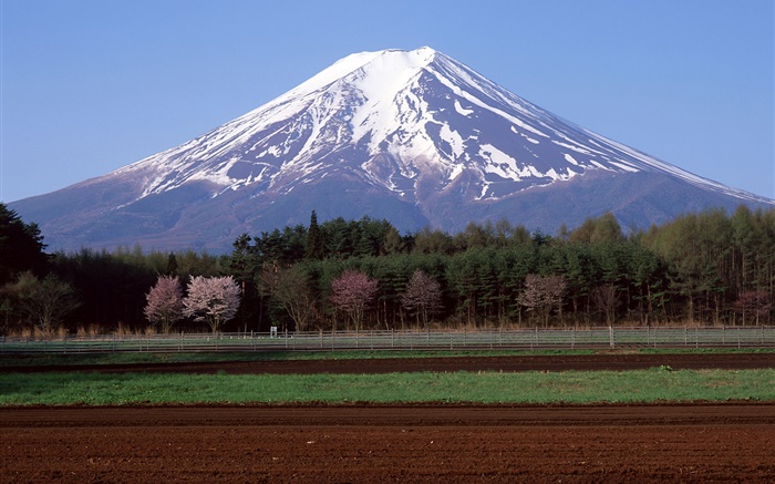 富士山，日本，樹木，農田 桌布 圖片