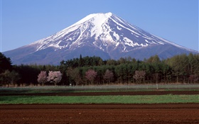 富士山，日本，樹木，農田