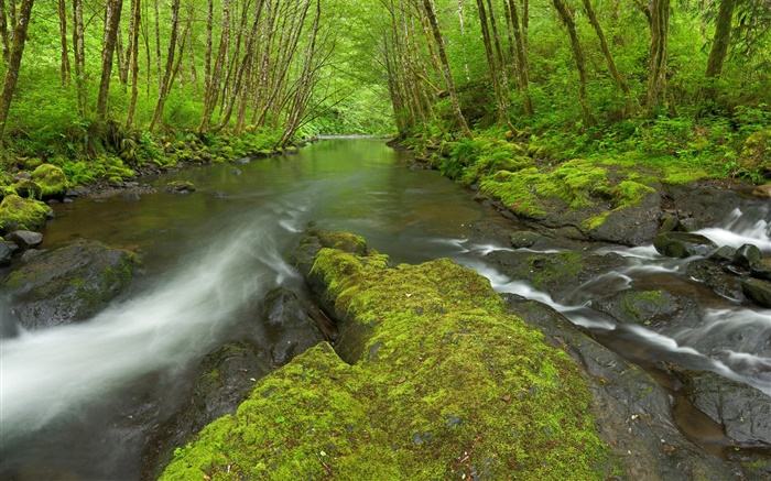 Nestucca河，俄勒岡州，美國，苔蘚，樹木，綠化 桌布 圖片