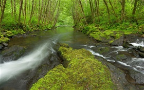 Nestucca河，俄勒岡州，美國，苔蘚，樹木，綠化