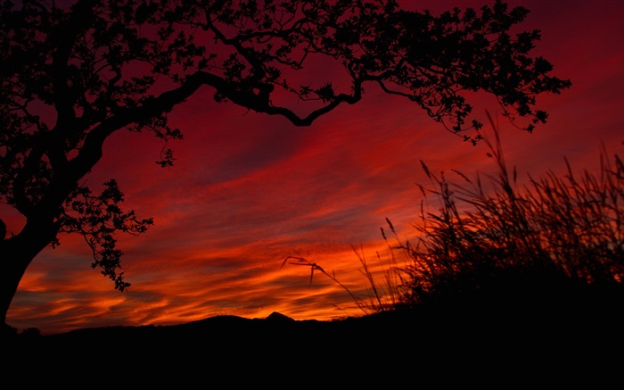 晚上，紅色的天空，雲，樹，草，黑色剪影 桌布 圖片