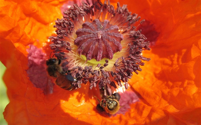 橙色的花，雌蕊，蜂 桌布 圖片