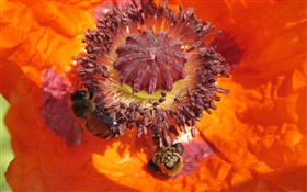 橙色的花，雌蕊，蜂 高清桌布