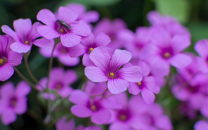 酢漿草，紫色的花，花瓣，微距攝影 桌布 圖片