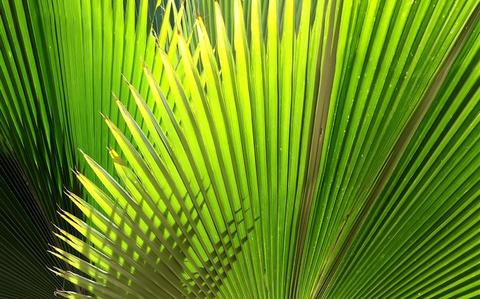 棕櫚，扇形葉子 桌布 圖片
