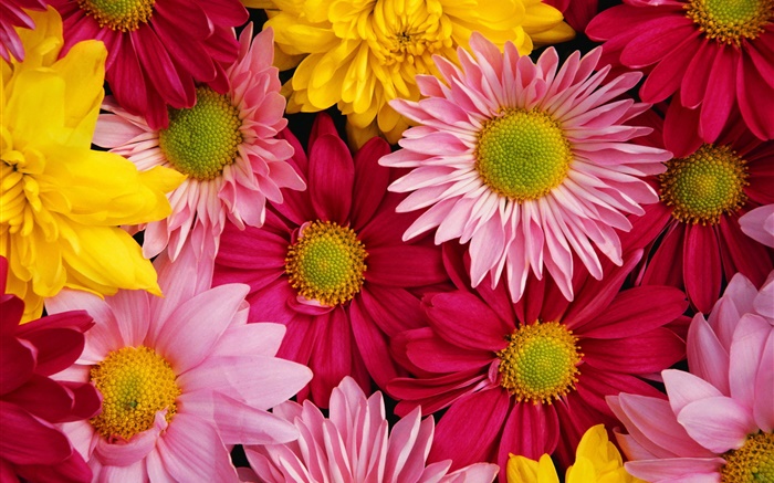 粉紅色的菊花，多彩 桌布 圖片