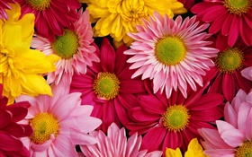 粉紅色的菊花，多彩 高清桌布