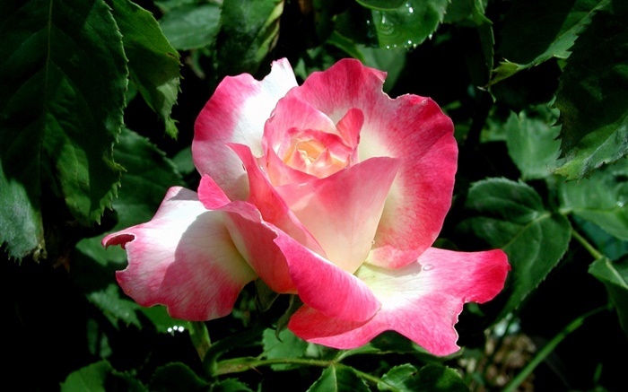 粉紅色的花瓣玫瑰花特寫，水滴 桌布 圖片