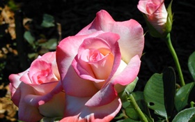 粉紅色的花瓣玫瑰，鮮花，春天 高清桌布