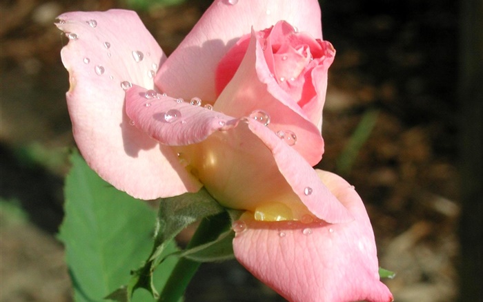 粉紅色的玫瑰花特寫，露水 桌布 圖片