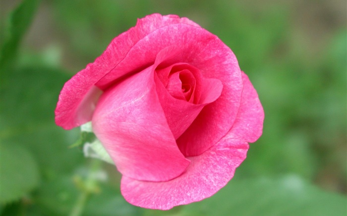 粉紅色的玫瑰花特寫，綠色背景 桌布 圖片