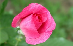 粉紅色的玫瑰花特寫，綠色背景 高清桌布