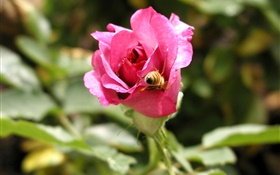 粉紅色的玫瑰花，露水，蜂