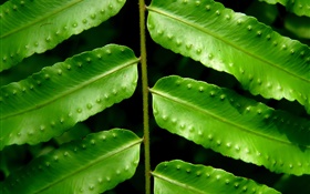 植物綠葉特寫 高清桌布