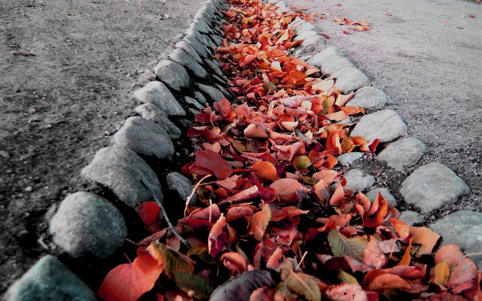 紅葉，地面，秋天 桌布 圖片