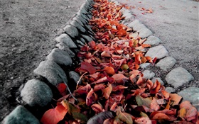 紅葉，地面，秋天 高清桌布