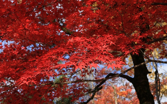 紅葉，楓樹，美麗的秋天 桌布 圖片