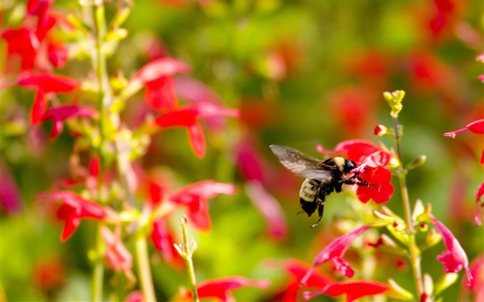 紅色的小花朵，昆蟲蜜蜂 桌布 圖片