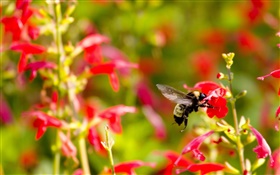 紅色的小花朵，昆蟲蜜蜂 高清桌布