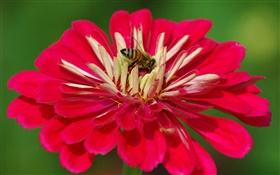 紅色的花瓣的花，蜜蜂，綠色背景