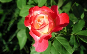 紅玫瑰花卉特寫，葉子 高清桌布