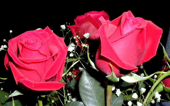紅玫瑰鮮花，花束 桌布 圖片
