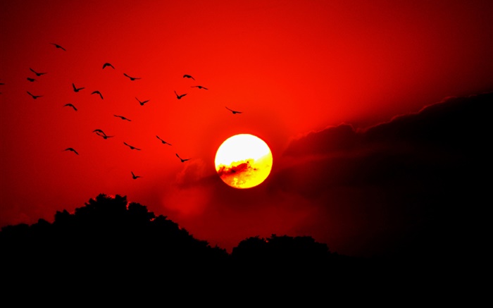 紅色的天空，雲，日落，發光，鳥，剪影 桌布 圖片