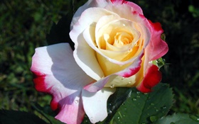 玫瑰花特寫，三種顏色的花瓣，露