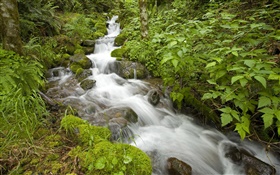 泉溪，灌木，俄勒岡州，美國 高清桌布
