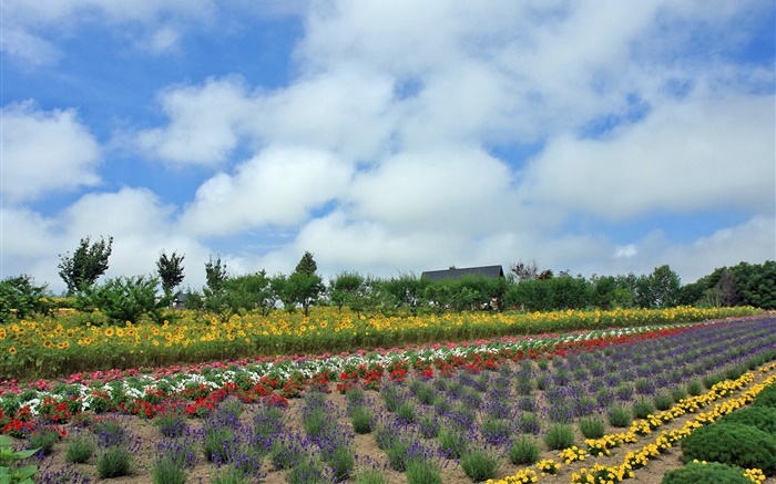夏天花場，雲，北海道，日本 桌布 圖片