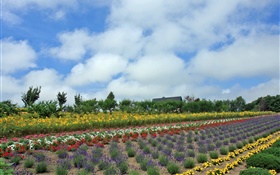 夏天花場，雲，北海道，日本 高清桌布