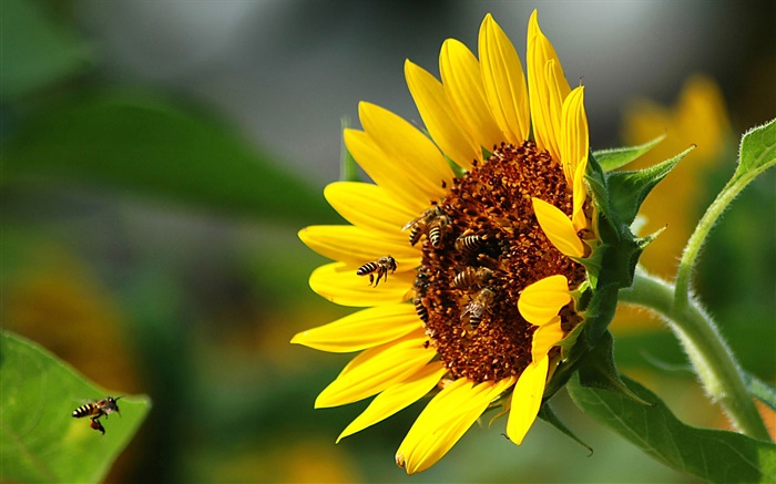 向日葵，蜜蜂，昆蟲 桌布 圖片