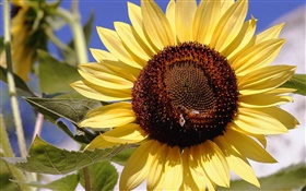 向日葵，黃色的花瓣，花蕊，蜜蜂，昆蟲