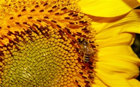 向日葵，黃色的花瓣，花蕊，蜜蜂 高清桌布