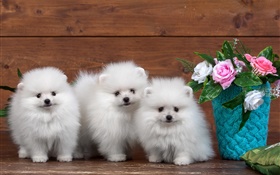 三白小狗，玫瑰鮮花