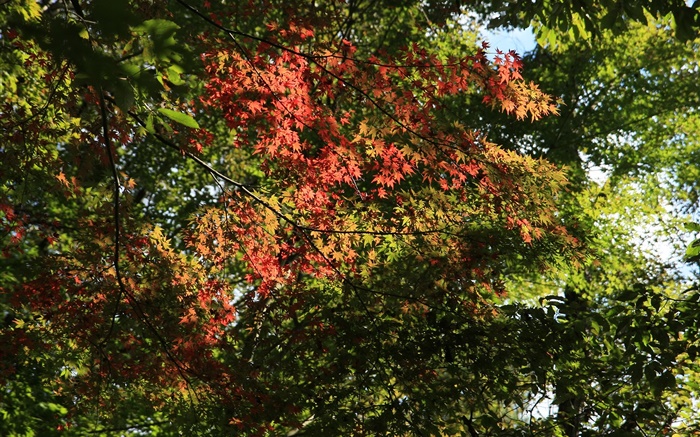 樹，楓葉，綠色和紅色，陽光，秋天 桌布 圖片