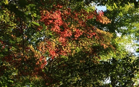 樹，楓葉，綠色和紅色，陽光，秋天