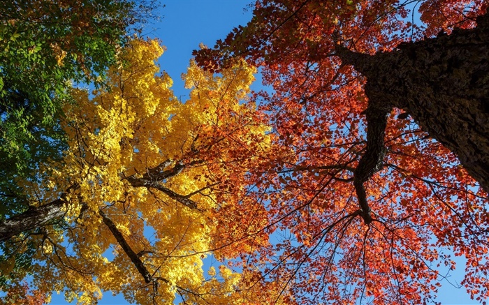樹木，黃色和紅色的葉子，秋天 桌布 圖片