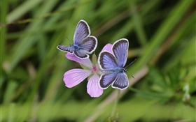 兩隻蝴蝶，草，花，背景虛化