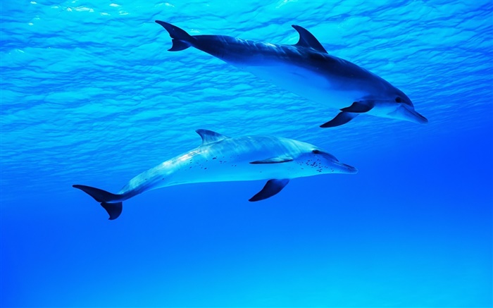兩隻海豚，水下，海，海洋 桌布 圖片