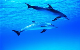 兩隻海豚，水下，海，海洋 高清桌布