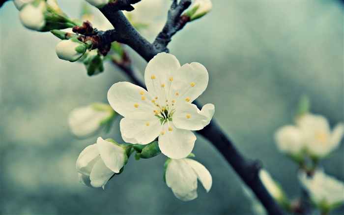 白櫻桃花，花瓣，春天，綻放 桌布 圖片