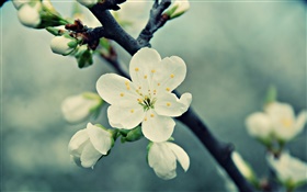 白櫻桃花，花瓣，春天，綻放 高清桌布